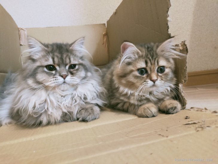 我が家の愛猫🍀ラガマフィン×ミヌエットミックス(左)｜廣田　彩香(ひろた　あやか)ブリーダー(熊本県・ラガマフィンなど・ACC登録)の紹介写真7