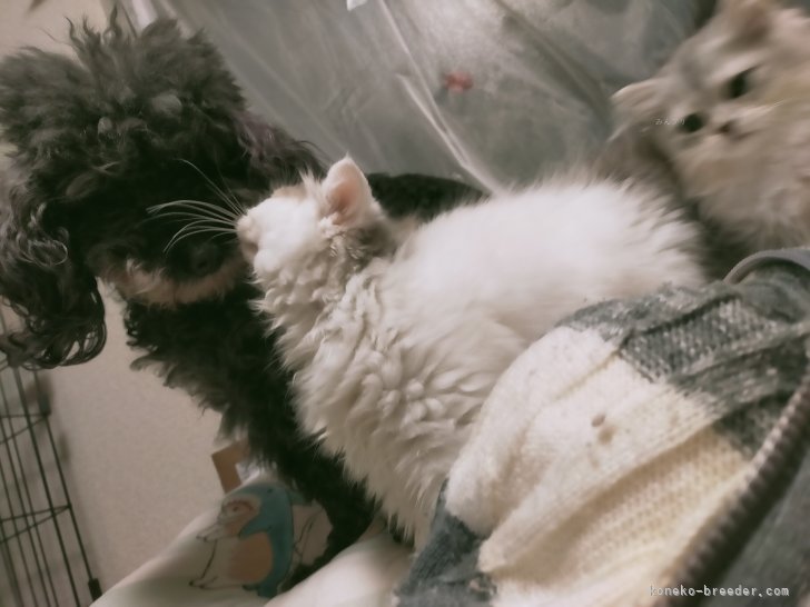 子猫たちも犬がだーいすき❤｜廣田　彩香(ひろた　あやか)ブリーダー(熊本県・ラガマフィンなど・ACC登録)の紹介写真9