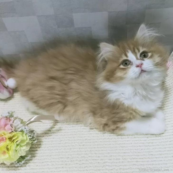 ID:2401-02512の子猫
