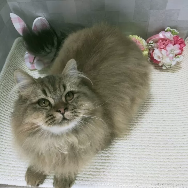 ID：2401-01903の子猫