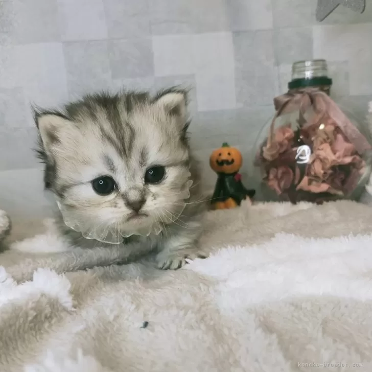 ID:2410-00967の子猫