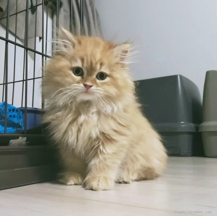 ID:2410-00965の子猫