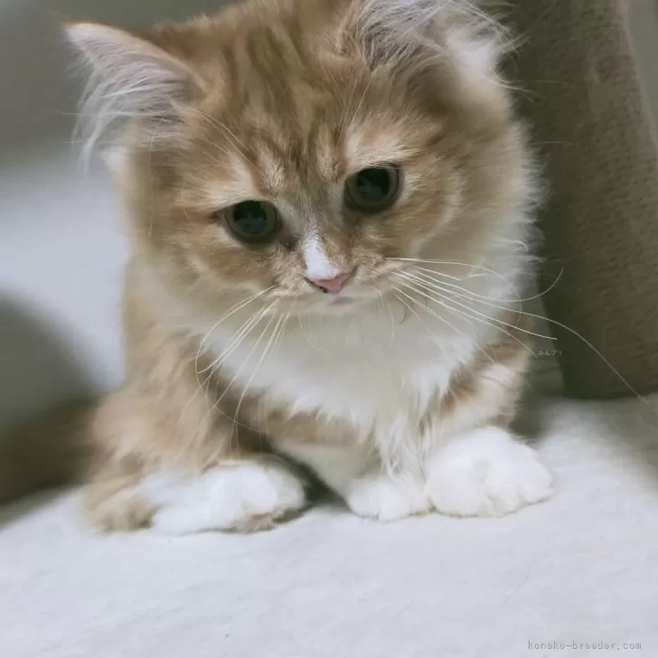 ID:2401-01831の子猫