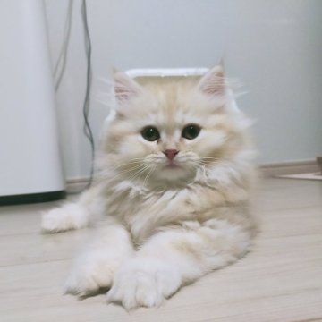 ミヌエット(長足)【熊本県・男の子・2024年9月14日・クリームタビー（ロング）】の写真「(仮名)信長 元気いっぱい甘えん坊🥰💕」