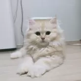 ミヌエット(長足)【熊本県・男の子・2024年9月14日・クリームタビー】の写真1「11/25 1000g✨ スクスク成長中👶🏻🍼︎」