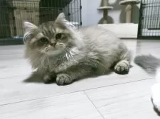 ラガマフィン【熊本県・男の子・2025年1月17日・ブラウンタビー】の写真3