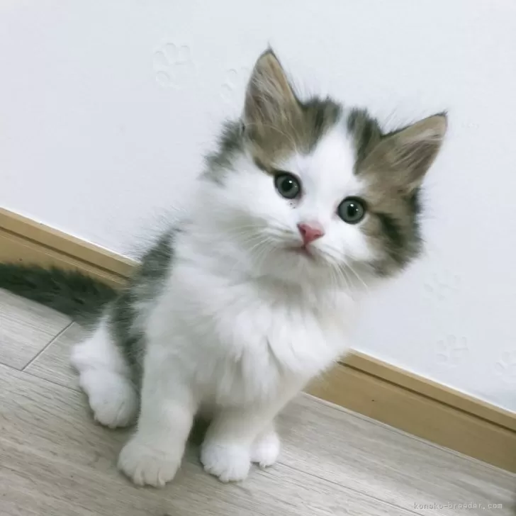 ID：2505-02697の子猫