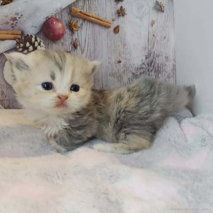 ID：2511-00518の子猫