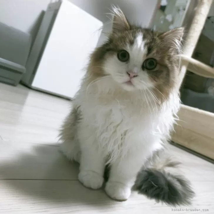 ID:2501-01967の子猫