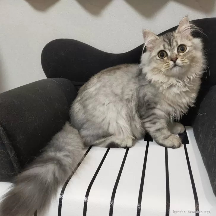 ID：2506-02570の子猫