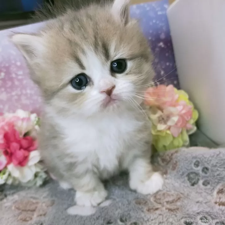 ID:2501-00974の子猫