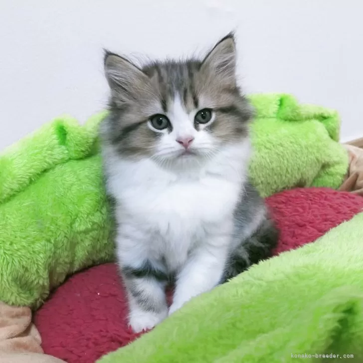 ID:2505-02711の子猫