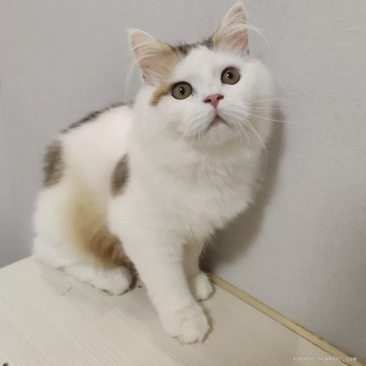 ID：2510-03005の子猫