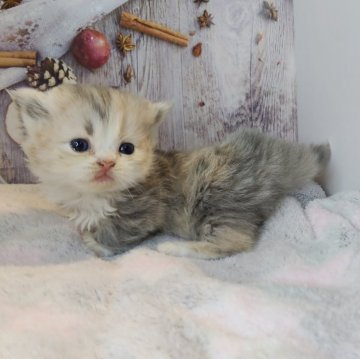 ミヌエット×ラガマフィン【熊本県・女の子・2025年10月12日・ダイリュートキャリコ】の写真「ご家族決まりました✨ありがとうございます🕊🍀.」