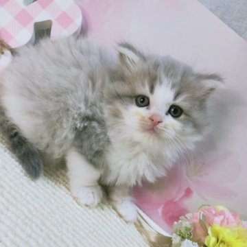ラガマフィン【熊本県・男の子・2025年1月17日・ブルーホワイト】の写真「ご家族決まりました✨ありがとうございます🍀.*」