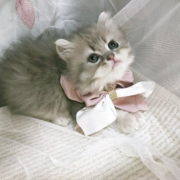 ラガマフィン【熊本県・女の子・2025年4月8日・ブルータビー（長毛）】の写真「🌱あおばちゃん🌱」