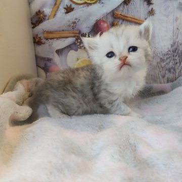 ミヌエット×ラガマフィン【熊本県・女の子・2025年10月12日・シルバータビーホワイト】の写真「6兄妹の年長さん✨マイペースさん」