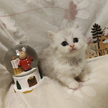 ミヌエット×ラガマフィン【熊本県・女の子・2025年10月12日・シルバータビーホワイト】の写真「虜になること間違いなし✨絶対可愛い自信あります❤」