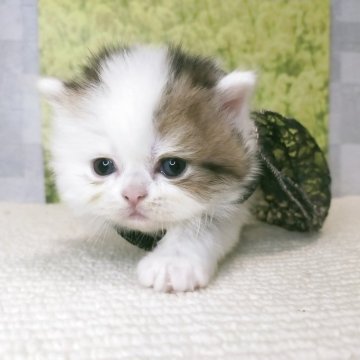 ラガマフィン【熊本県・男の子・2025年4月8日・ホワイトブラウン（長毛）】の写真「🌱わかばくん🌱」