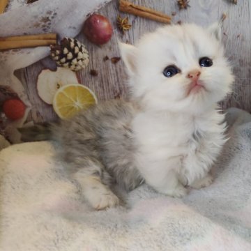 ミヌエット×ラガマフィン【熊本県・女の子・2025年10月12日・シルバータビーホワイト】の写真「白いマフラーをしたシルバータビーの短足ちゃん🧣♡」