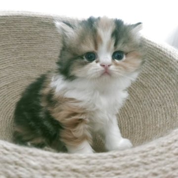 ラガマフィン【熊本県・女の子・2025年4月8日・キャリコ（長毛）】の写真「🌸さくらちゃん🌸」
