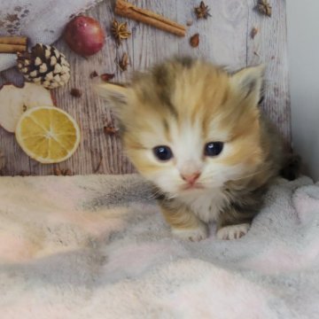 ミヌエット×ラガマフィン【熊本県・女の子・2025年10月12日・キャリコ】の写真「短足×三毛×長毛が揃った絶対可愛い女の子‎︎‪💕」