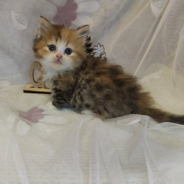 ミヌエット×ラガマフィン【熊本県・女の子・2025年10月12日・キャリコ】の写真「短足×三毛×長毛が揃った絶対可愛い女の子‎︎‪💕」