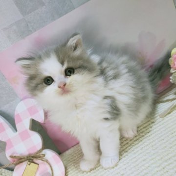ラガマフィン【熊本県・男の子・2025年1月17日・ブルーホワイト】の写真「ご家族決まりました✨ありがとうございます🍀.*」