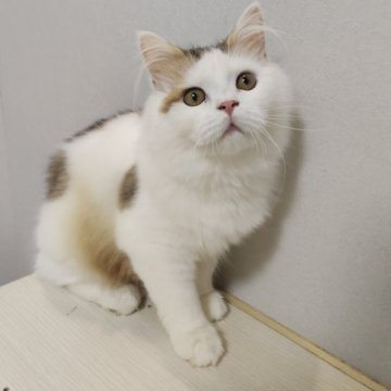 ラガマフィン【熊本県・男の子・2025年5月27日・ブラウンタビーホワイト】の写真「わらびくん👑6兄弟唯一の男の子✨」