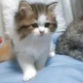 ラガマフィン