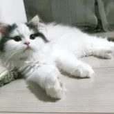 ラガマフィン
