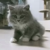 ラガマフィン
