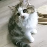 ラガマフィン