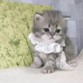 ラガマフィン