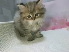 ラガマフィン【熊本県・男の子・2025年1月17日・ブラウンタビー】の写真6