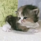 ラガマフィン【熊本県・女の子・2025年4月8日・キャリコ】の写真4