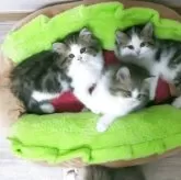 ラガマフィン【熊本県・男の子・2025年4月21日・ブラウンタビーホワイト】の写真3「写真左の子です🐱👈」