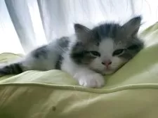 ラガマフィン【熊本県・男の子・2025年4月21日・ブラウンタビーホワイト】の写真2「バナナベッドお気に入り🍌🍌🍌」