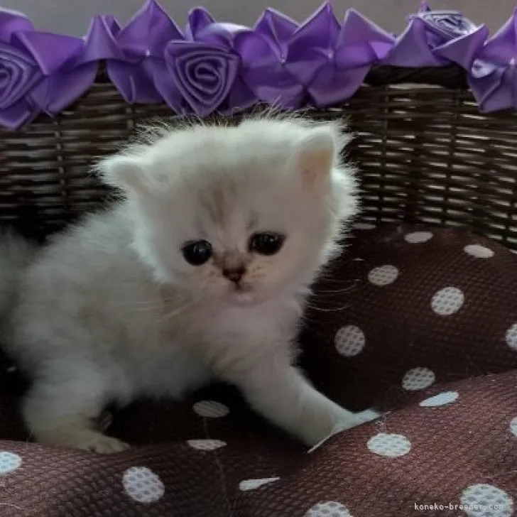 ID:2308-00977の子猫