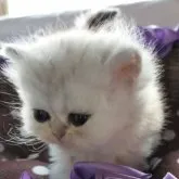 ペルシャ(チンチラ)【香川県・男の子・2023年7月2日・シルバー】の写真1