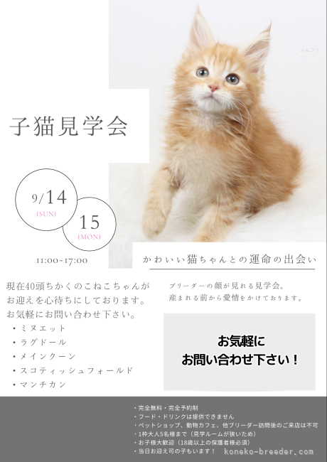 前田成実ブリーダーのブログ：たくさんの子猫ちゃん見ていただけます！