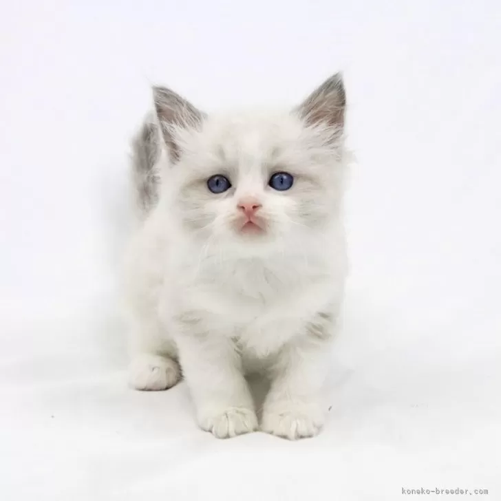 ID：2410-02523の子猫