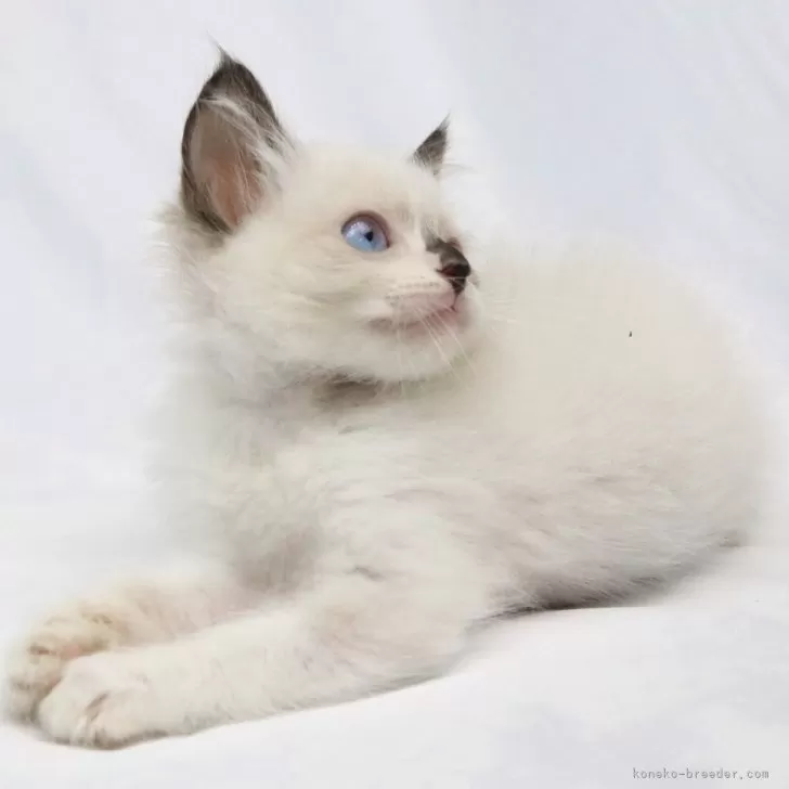 ID：2405-02641の子猫