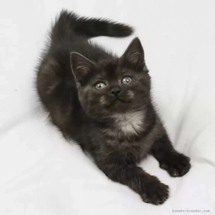 ID:2410-02527の子猫