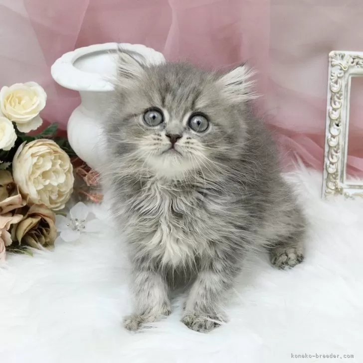 ID：2407-00615の子猫