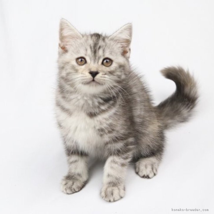 こやまやま 様のお迎えした子猫