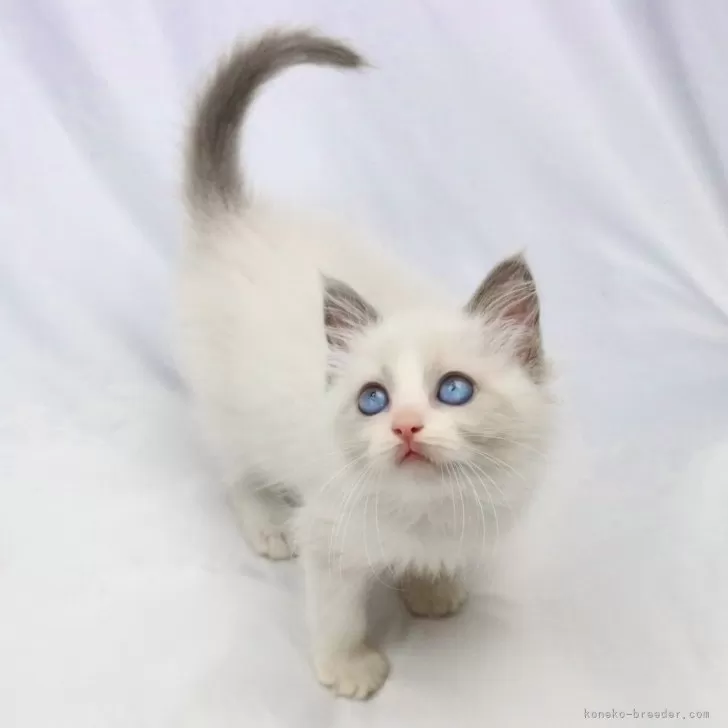 ID:2405-02638の子猫