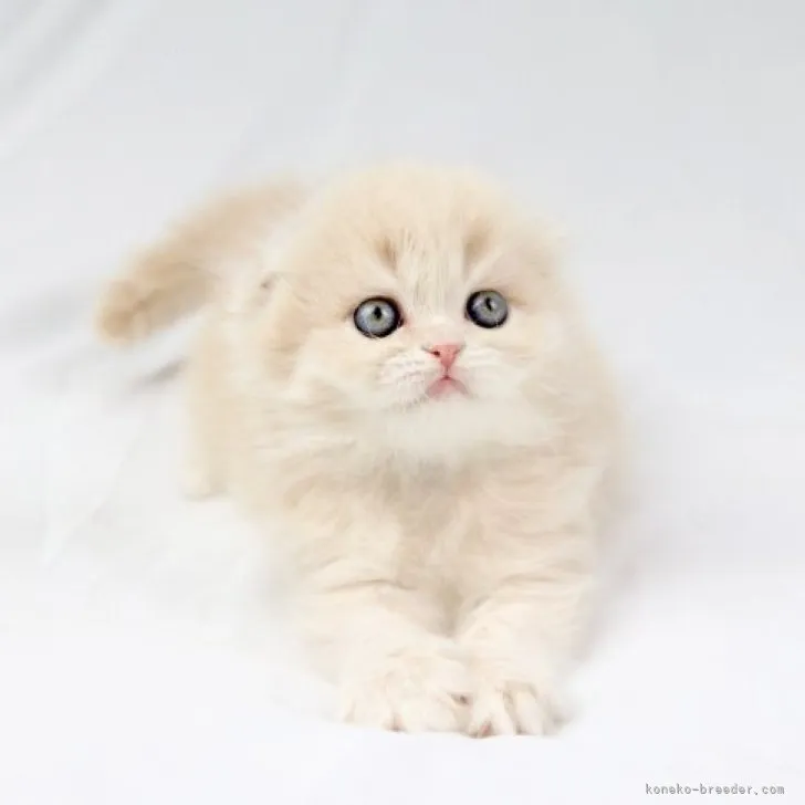 ID:2311-00648の子猫