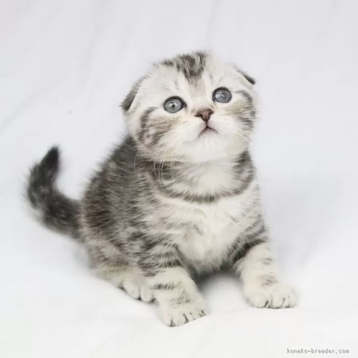 ID:2403-02025の子猫