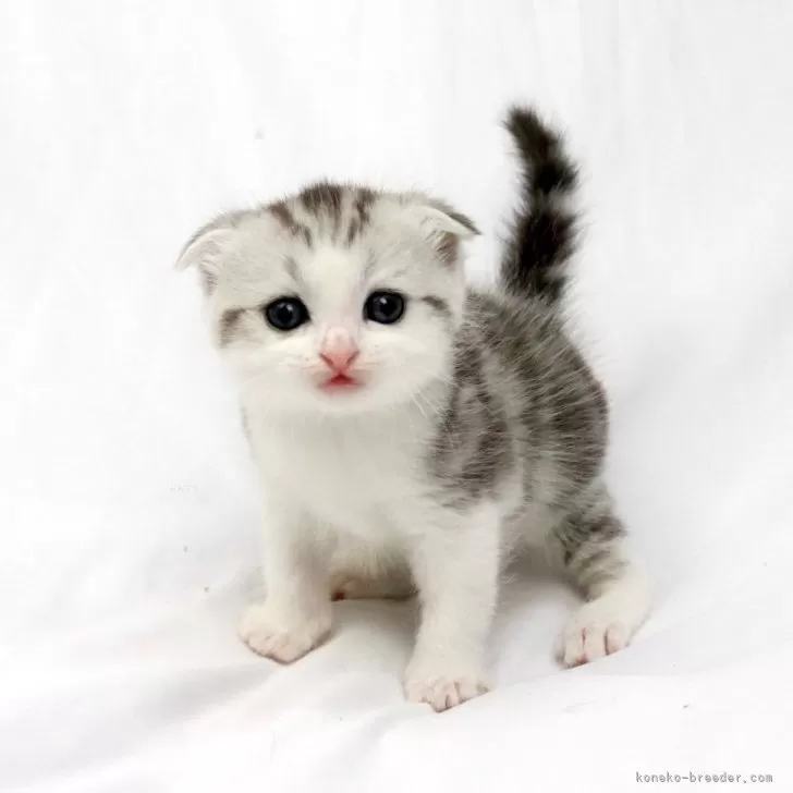 ID:2410-02526の子猫